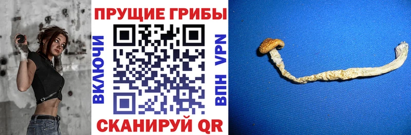 Псилоцибиновые грибы GOLDEN TEACHER  shop клад  Бутурлиновка  ссылка на мегу маркетплейс 